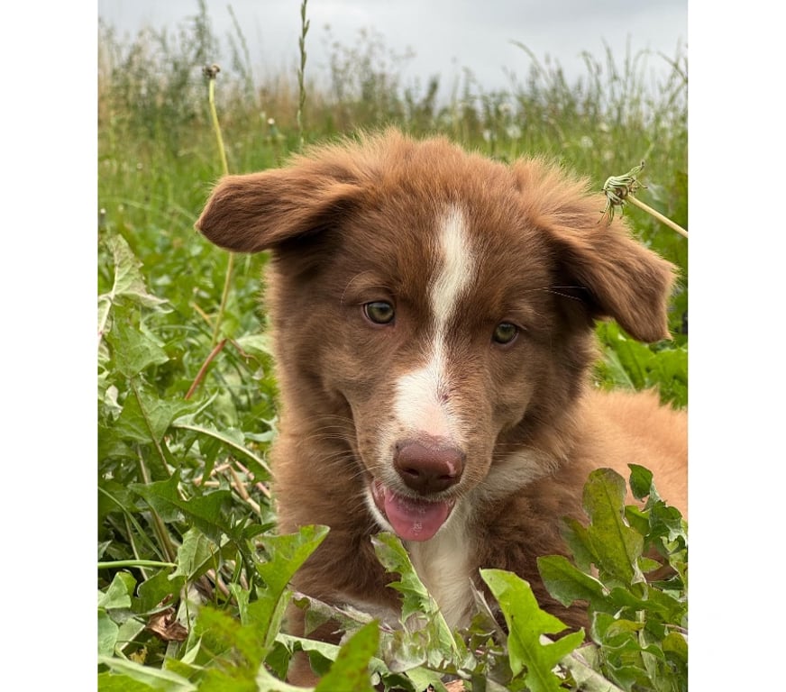 Vente Nord Lille - Photos Vivastreet Chiots border collie nés à la ferme