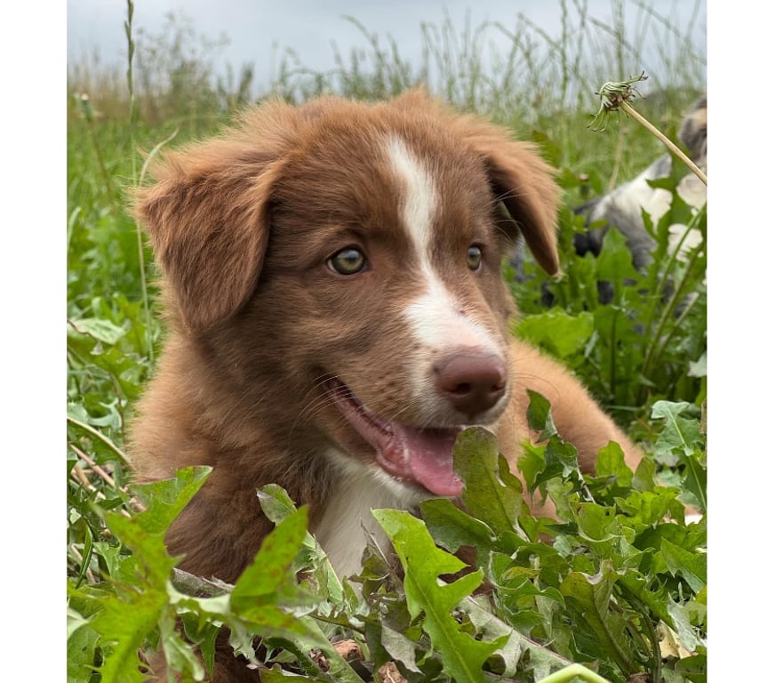 Vente Nord Lille - Photos Vivastreet Chiots border collie nés à la ferme