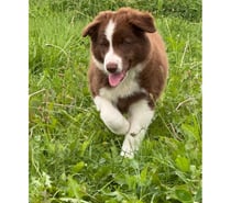 Chiots border collie nés à la ferme