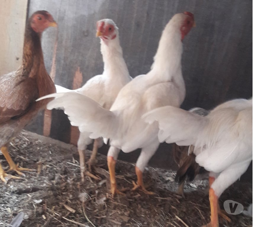 Vente Vendée St Fulgent - 85250 - Photos Vivastreet coq oshamo de 8 mois