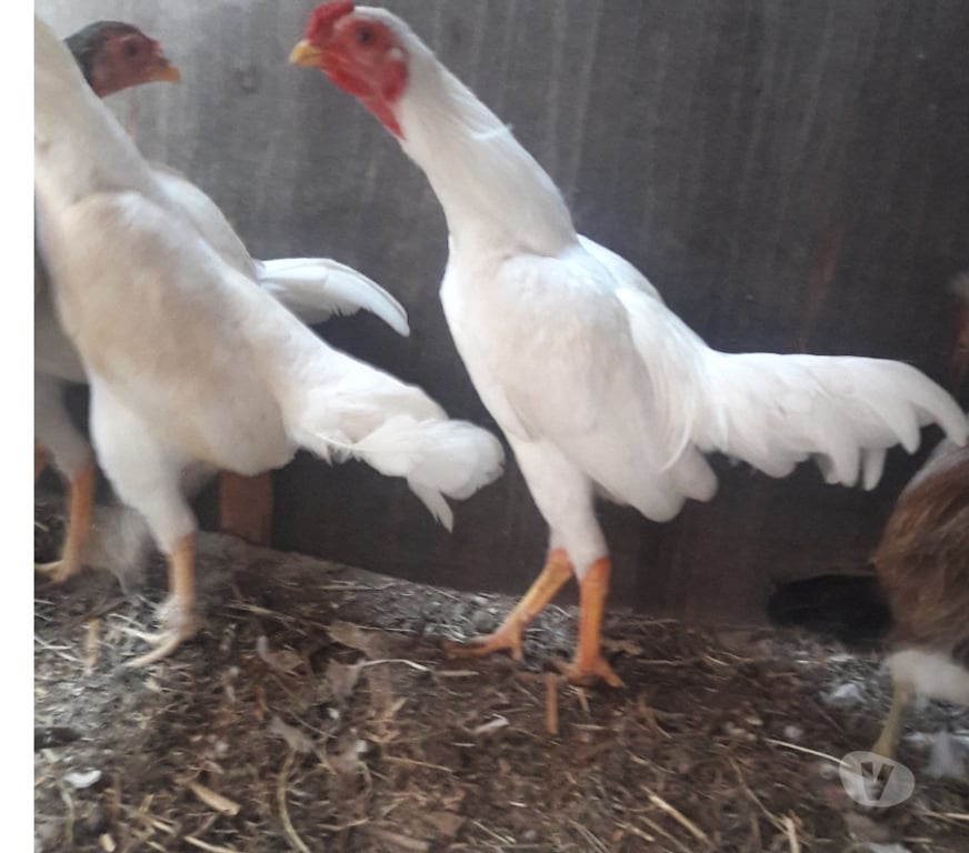 Vente Vendée St Fulgent - 85250 - Photos Vivastreet coq oshamo de 8 mois