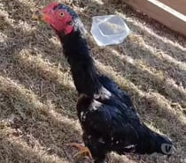 Coq viet et o shamo