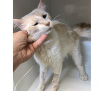 AVRIL, chat type siamois, 1 an non lof