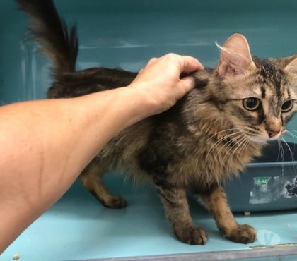 Don animaux Beziers Hérault - Photos Vivastreet ANAE, chatte tigrée angora, 2 ans non lof