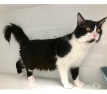 AJACCIO, chat type angora ,noir et blanc 1 an