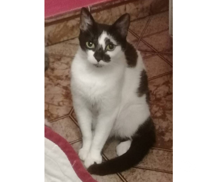 Don animaux Aude Carcassonne - Photos Vivastreet Aline jeune chatte 1 an cherche famille pour adoption