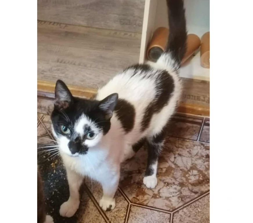 Don animaux Aude Carcassonne - Photos Vivastreet Aline jeune chatte 1 an cherche famille pour adoption