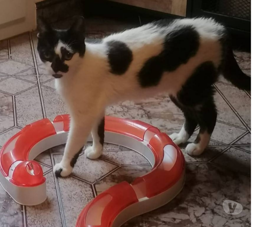 Don animaux Aude Carcassonne - Photos Vivastreet Aline jeune chatte 1 an cherche famille pour adoption