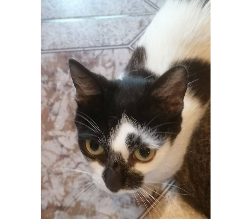 Don animaux Aude Carcassonne - Photos Vivastreet Aline jeune chatte 1 an cherche famille pour adoption