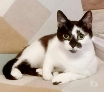 Aline jeune chatte 1 an cherche famille pour adoption