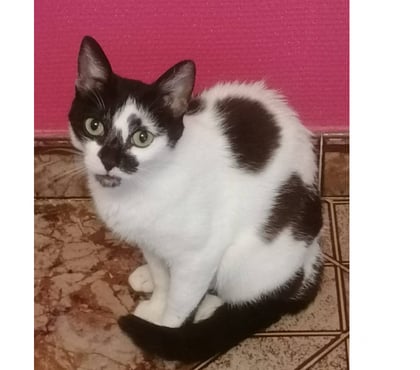 Don Carcassonne Carcassonne - Photos Vivastreet Aline jeune chatte 1 an cherche famille pour adoption