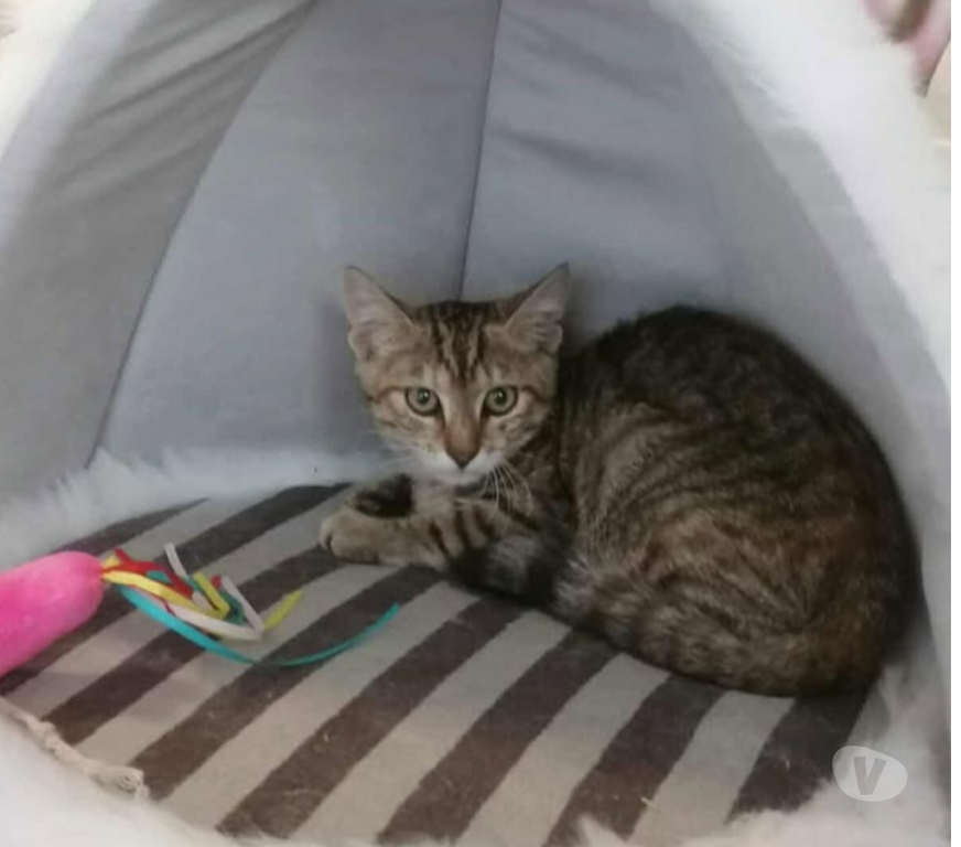 Don animaux Aude Carcassonne - Photos Vivastreet Azia chatonne 2 mois 1 2 a adopter
