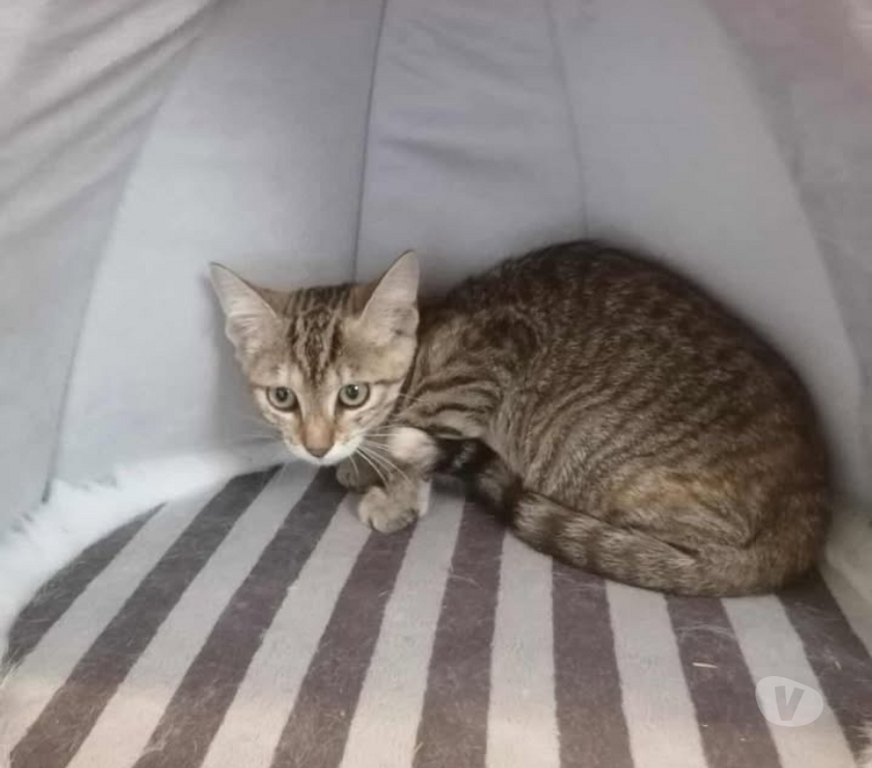 Don animaux Aude Carcassonne - Photos Vivastreet Azia chatonne 2 mois 1 2 a adopter