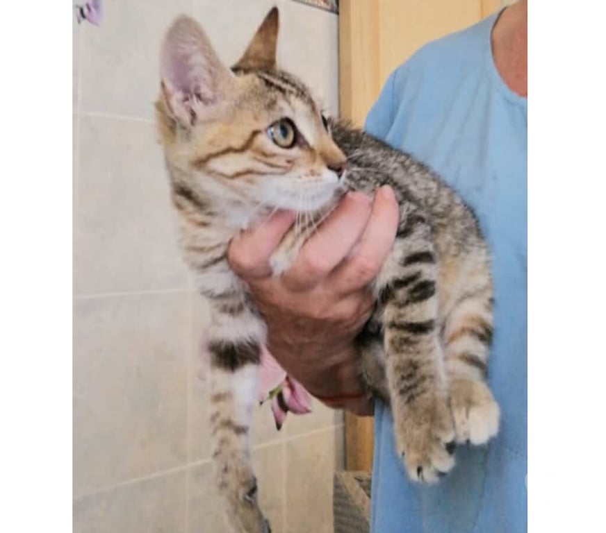 Don animaux Aude Carcassonne - Photos Vivastreet Azia chatonne 2 mois 1 2 a adopter