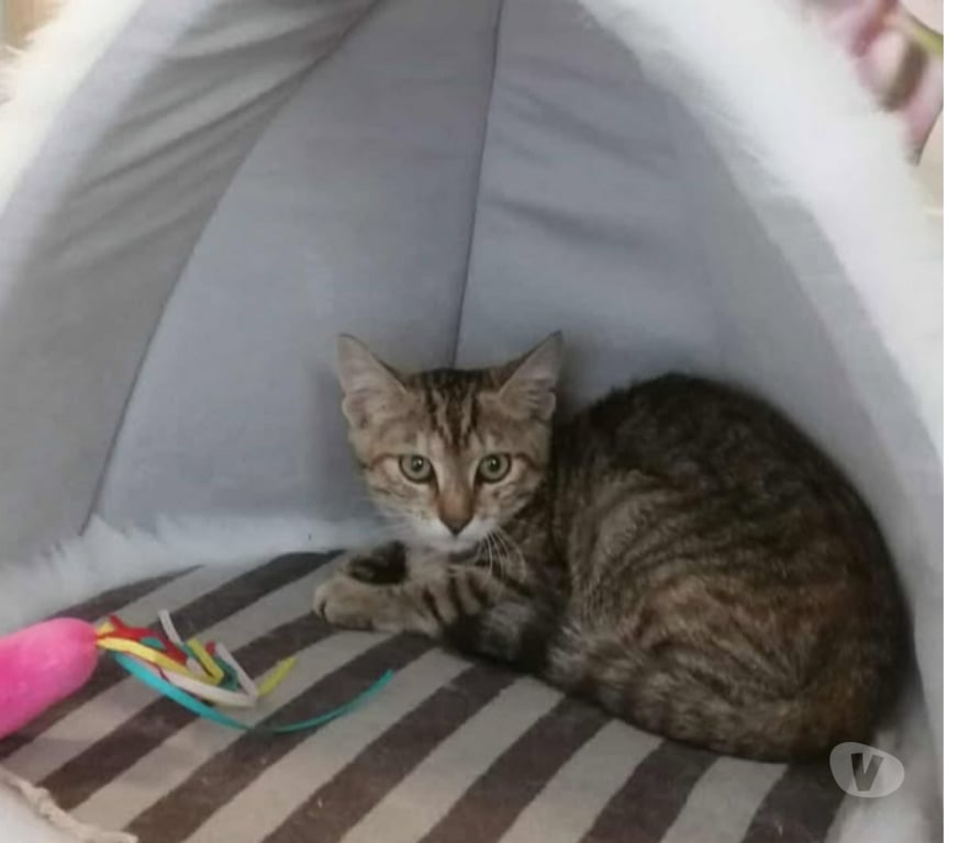Don animaux Aude Carcassonne - Photos Vivastreet Azia chatonne 2 mois 1 2 a adopter