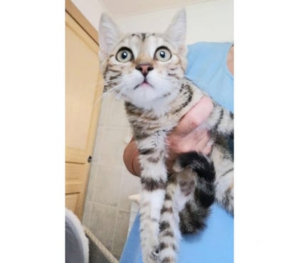 Adoption animaux Carcassonne Carcassonne - Photos Vivastreet Azia chatonne 2 mois 1 2 a adopter
