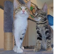 ALBINE, chatonne tigrée, 3 mois type européenne non lof
