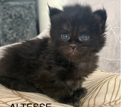 Vente animaux St Gilles Gard - Photos Vivastreet Superbes Chatons Maine coon
