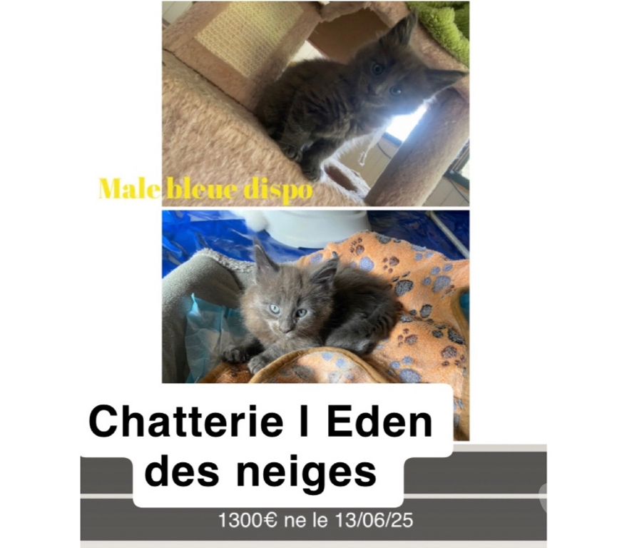 Vente Haut-Rhin Stosswihr - 68140 - Photos Vivastreet Chaton maine coon non castré loof
