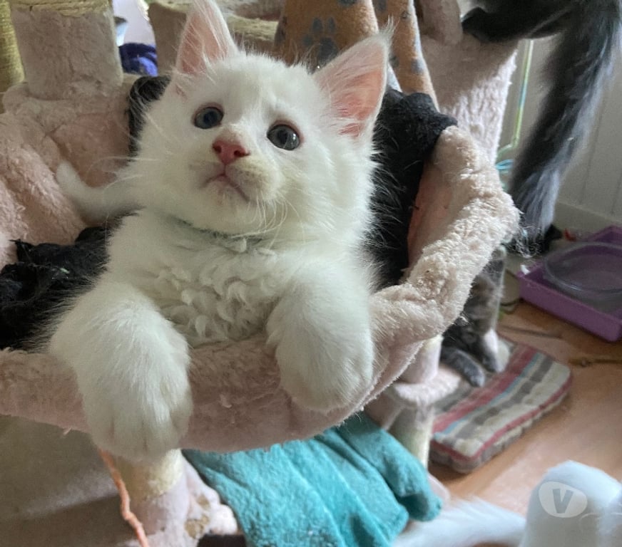 Vente Haut-Rhin Stosswihr - 68140 - Photos Vivastreet Chaton maine coon non castré loof