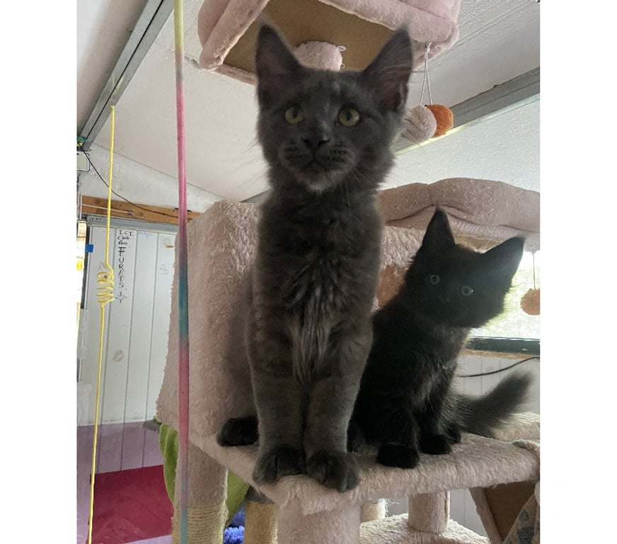 Vente Haut-Rhin Stosswihr - 68140 - Photos Vivastreet Chaton maine coon non castré loof