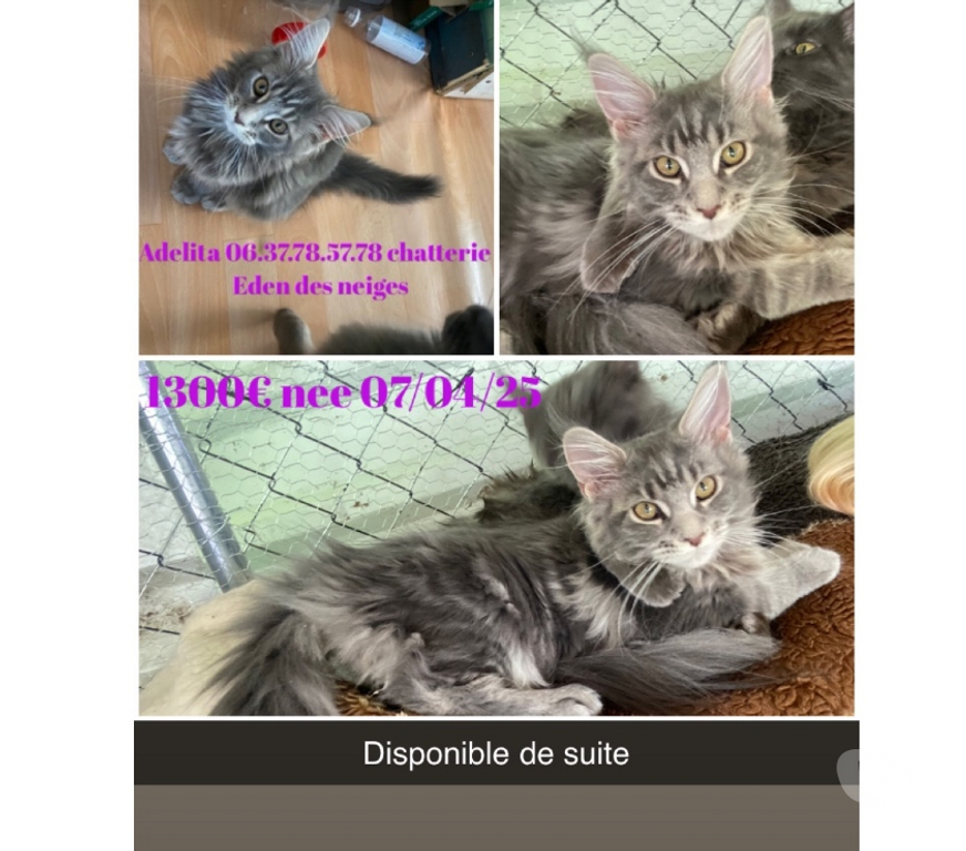 Vente Haut-Rhin Stosswihr - 68140 - Photos Vivastreet Chaton maine coon non castré loof
