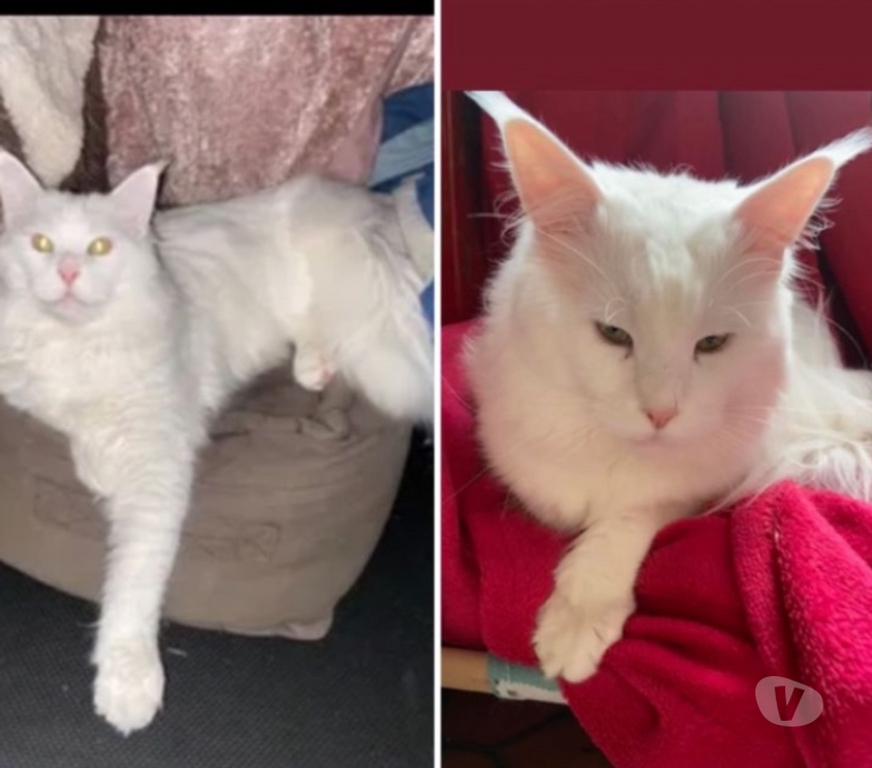 Vente Haut-Rhin Stosswihr - 68140 - Photos Vivastreet Chaton maine coon non castré loof