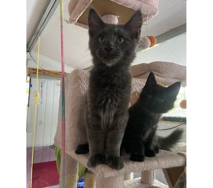 Vente animaux Stosswihr Haut-Rhin - Photos Vivastreet Chaton maine coon non castré loof