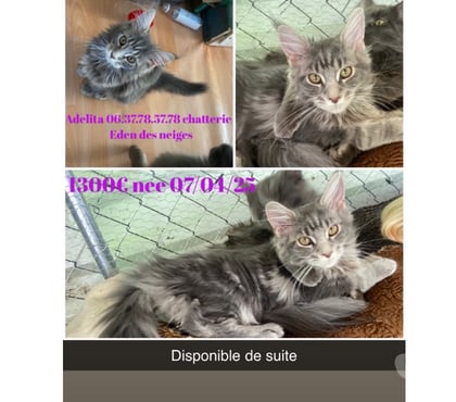 Vente animaux Stosswihr Haut-Rhin - Photos Vivastreet Chaton maine coon non castré loof