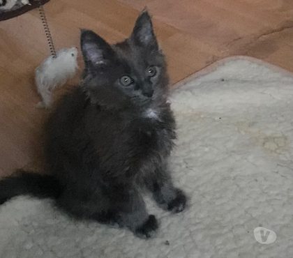 Vente animaux Stosswihr Haut-Rhin - Photos Vivastreet Chaton maine coon non castré