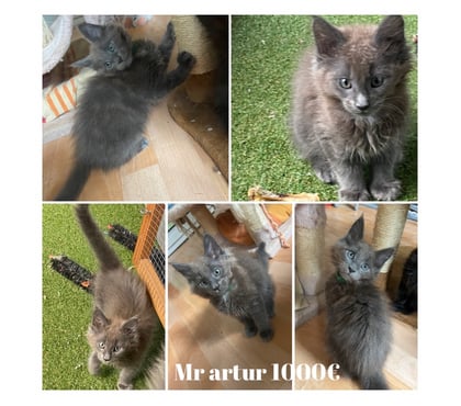 Vente animaux Stosswihr Haut-Rhin - Photos Vivastreet Chaton maine coon non castré loof