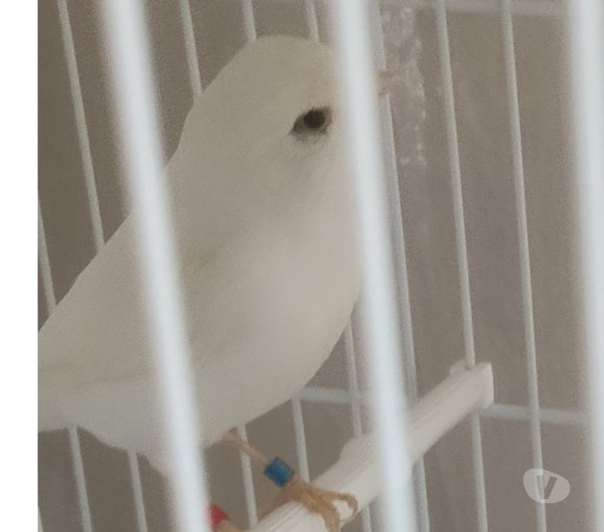 Don animaux Alpes-Maritimes Nice - Photos Vivastreet 5 canaris blancs dominants