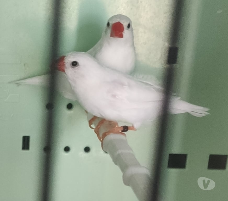 Don animaux Alpes-Maritimes Nice - Photos Vivastreet Diamants mandarins mutations blanc pure 2025