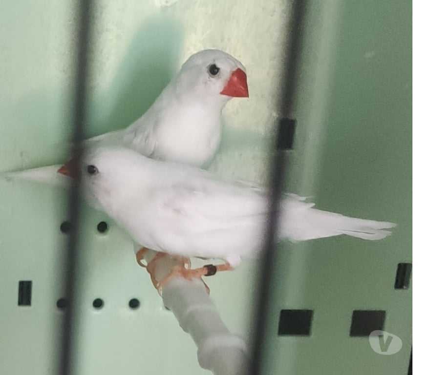 Don animaux Alpes-Maritimes Nice - Photos Vivastreet Diamants mandarins mutations blanc pure 2025