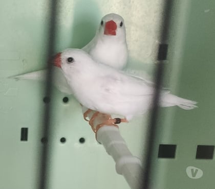 Don animaux Nice Nice - Photos Vivastreet Diamants mandarins mutations blanc pure 2025