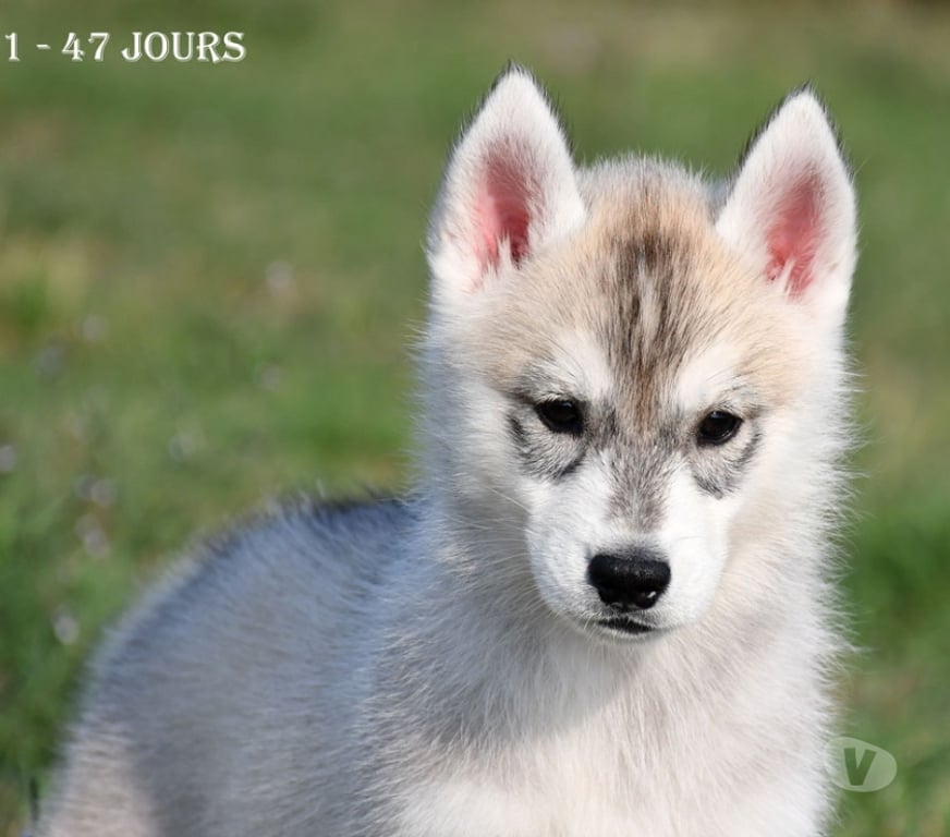 Vente Indre St Lactencin - 36500 - Photos Vivastreet Chiots Husky LOF