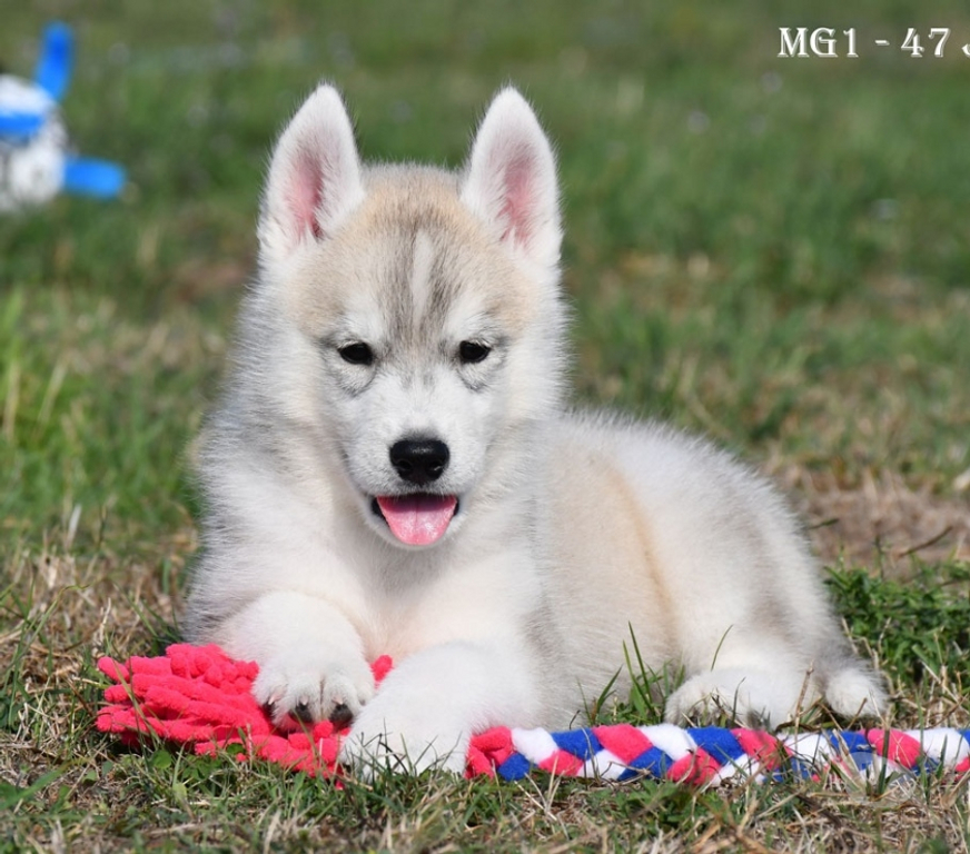 Vente Indre St Lactencin - 36500 - Photos Vivastreet Chiots Husky LOF
