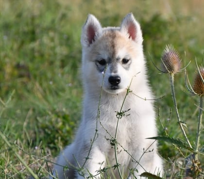Vente animaux St Lactencin Indre - Photos Vivastreet Chiots Husky LOF