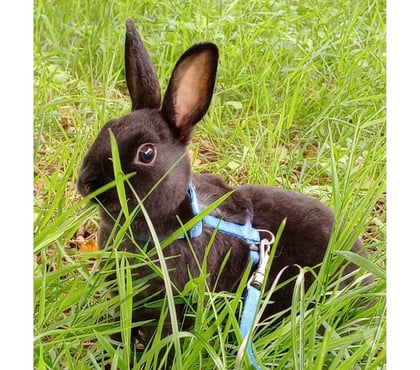 Vente animaux Sailly Labourse Pas-de-Calais - Photos Vivastreet Lapin nain rex mâle et femelle