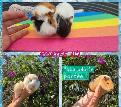 Vente animaux Bouloire Sarthe - Photos Vivastreet Vends cochon d'inde