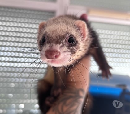 Adoption animaux Cachan Val-de-Marne - Photos Vivastreet Don de deux furettes de 1 an