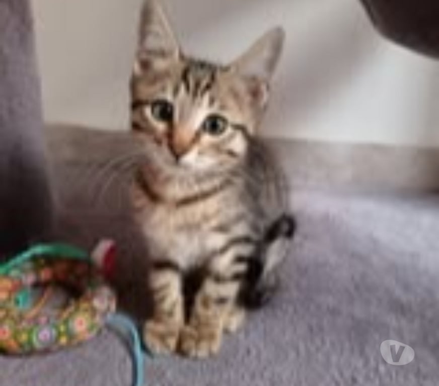 Don animaux Gard St Julien de Peyrolas - 30760 - Photos Vivastreet Chat ORION à la réservation