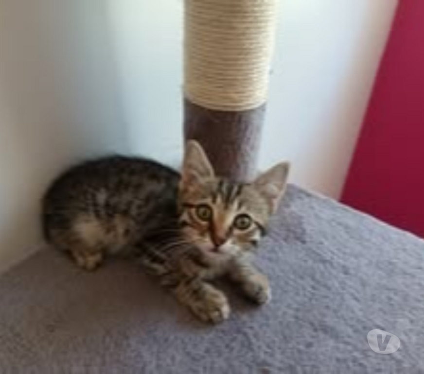 Don animaux Gard St Julien de Peyrolas - 30760 - Photos Vivastreet Chat ORION à la réservation