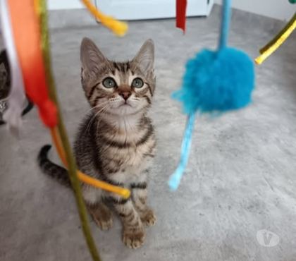 Adoption animaux St Julien de Peyrolas Gard - Photos Vivastreet Chat ORION à la réservation