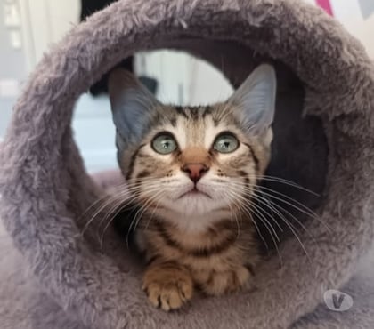 Adoption animaux St Julien de Peyrolas Gard - Photos Vivastreet Chat DALI à l aréservation