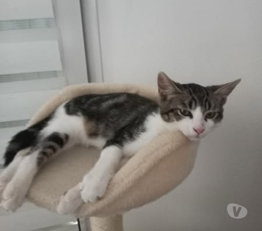 Don animaux Drôme Chateauneuf de Galaure - 26330 - Photos Vivastreet Chat ALIBI à l adoption