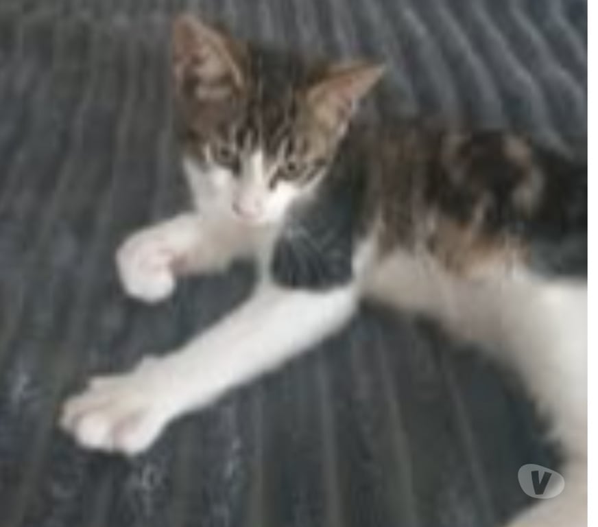Don animaux Drôme Chateauneuf de Galaure - 26330 - Photos Vivastreet Chat ALIBI à l adoption