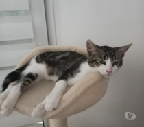 Chat ALIBI à l adoption