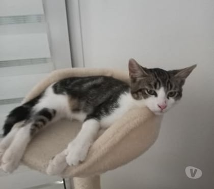 Don animaux Chateauneuf de Galaure Drôme - Photos Vivastreet Chat ALIBI à l adoption