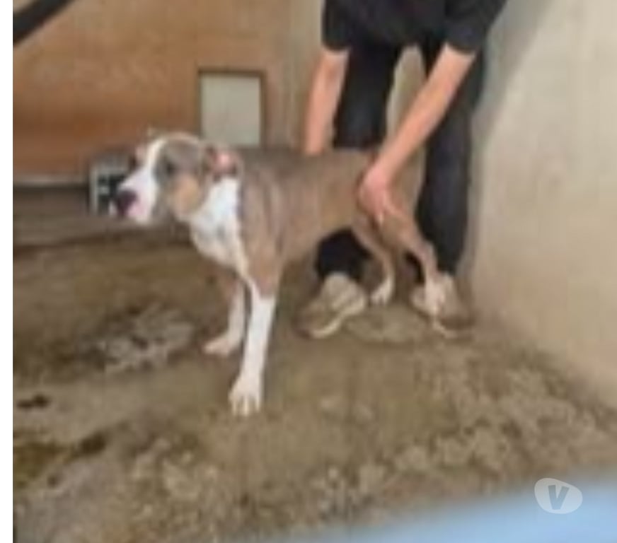 Don animaux Bouches-du-Rhône Marseille - Photos Vivastreet Chien ALYBI à l adoption